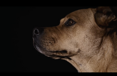 A Trucker and His Killer Dog