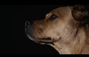 A Trucker and His Killer Dog